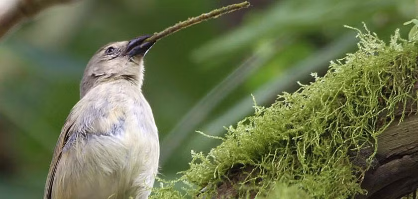 Nhóm thứ ba là Sẻ dùng công cụ (Tool-using Finch). Chúng có trí thông minh cao, là loài chim hiếm hoi sử dụng công cụ, như que hoặc gai xương rồng để lấy côn trùng từ khe hở trên cây. Ảnh: Pinterest.