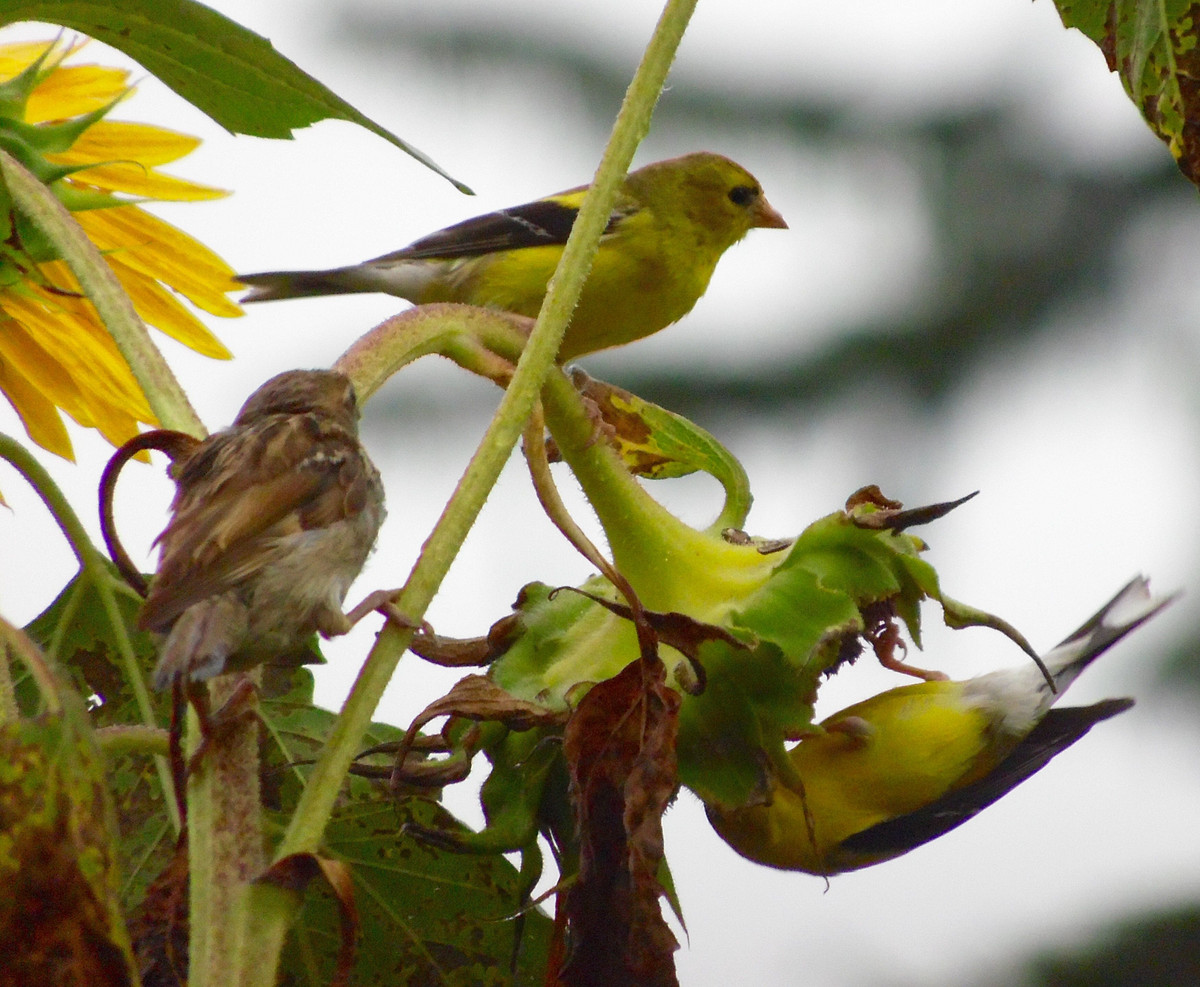 Loài tiêu biểu của nhóm Sẻ hút mật là Sẻ hút mật xanh (Certhidea olivacea), một loài chim chuyên ăn mật hoa và côn trùng nhỏ. Ảnh: Pinterest.