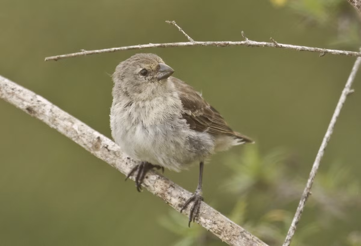 Loài sẻ ăn côn trùng tiêu biểu: Sẻ cây nhỏ (Camarhynchus parvulus) - Tìm kiếm côn trùng trên cây; Sẻ cây lớn (Camarhynchus psittacula) - Mỏ lớn hơn, ăn cả trái cây và côn trùng. Ảnh: Pinterest.