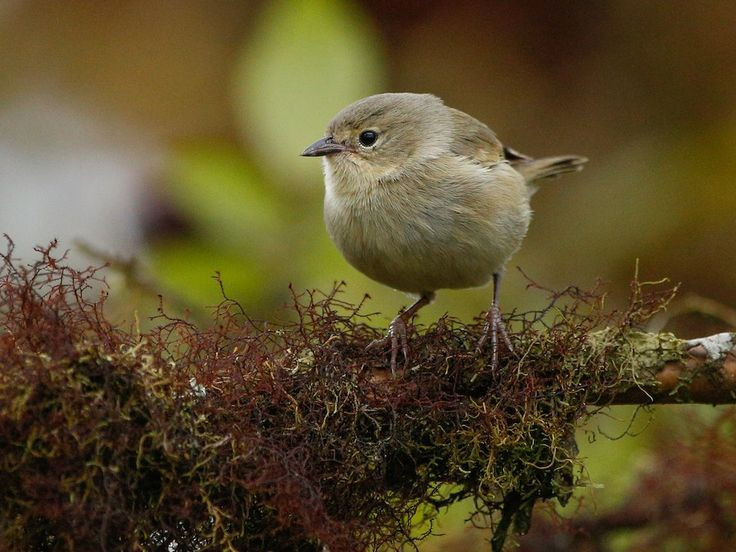 Nhóm thứ tư là Sẻ hút mật (Warbler Finch). Đặc điểm nổi bật của nhóm này là mỏ nhỏ, mảnh, thích nghi với việc hút mật từ hoa. Ảnh: Pinterest.