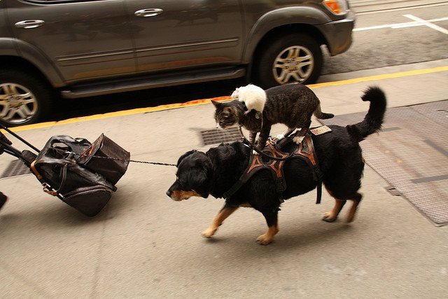  10. Nhu cầu dắt đi chơi: Mèo thích nghi tốt với cuộc sống trong nhà, không cần được dắt đi chơi thường xuyên, nên phù hợp với những người bận rộn. Chó lại cần được ra ngoài, vận động và có thời gian vui chơi với chủ hàng ngày. Ảnh: Pinterest.