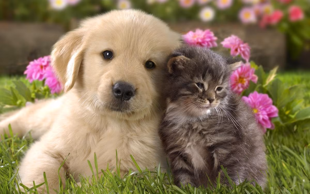  1. Bản năng sống theo bầy đàn: Chó có bản năng sống theo bầy đàn, luôn cần sự tương tác và mối quan hệ xã hội, trong khi mèo lại có xu hướng sống độc lập và thường thoải mái hơn khi ở một mình. Ảnh: Pinterest.