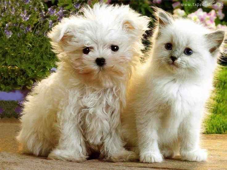  6. Cách đi vệ sinh: Chó cần được dẫn ra ngoài để đi vệ sinh, chúng không tự động chọn chỗ. Trong khi đó, mèo bản năng thích đào và chôn chất thải của mình, nên chúng thường dễ dàng làm quen với khay vệ sinh trong nhà. Ảnh: Pinterest.