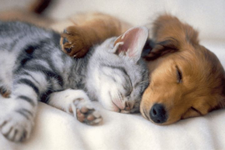  4. Huấn luyện và học lệnh: Chó dễ huấn luyện và dễ dạy bảo nhờ vào bản năng tuân theo thứ bậc. Trong khi đó, mèo khó huấn luyện hơn vì chúng không có nhu cầu làm hài lòng người khác và thường thích làm theo ý mình. Ảnh: Pinterest.