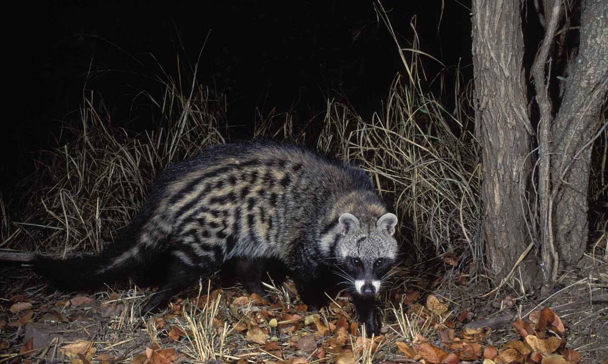  Lối sống vệ sinh. Nhiều loài cầy có tập tính đánh dấu lãnh thổ và giữ vệ sinh nơi ở. Chúng có khu vực riêng để đi vệ sinh, giúp giữ cho môi trường sống của chúng sạch sẽ. Ảnh: Pinterest.