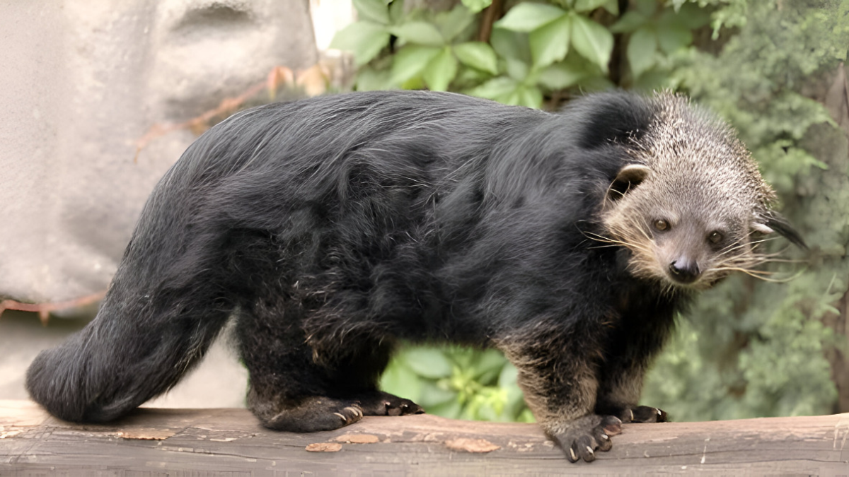  Khả năng đánh hơi tốt. Các loài cầy có khứu giác rất phát triển, giúp chúng phát hiện thức ăn và đối phó với nguy hiểm. Chúng sử dụng mùi hương để xác định lãnh thổ và tương tác với các cá thể khác. Ảnh: Pinterest.
