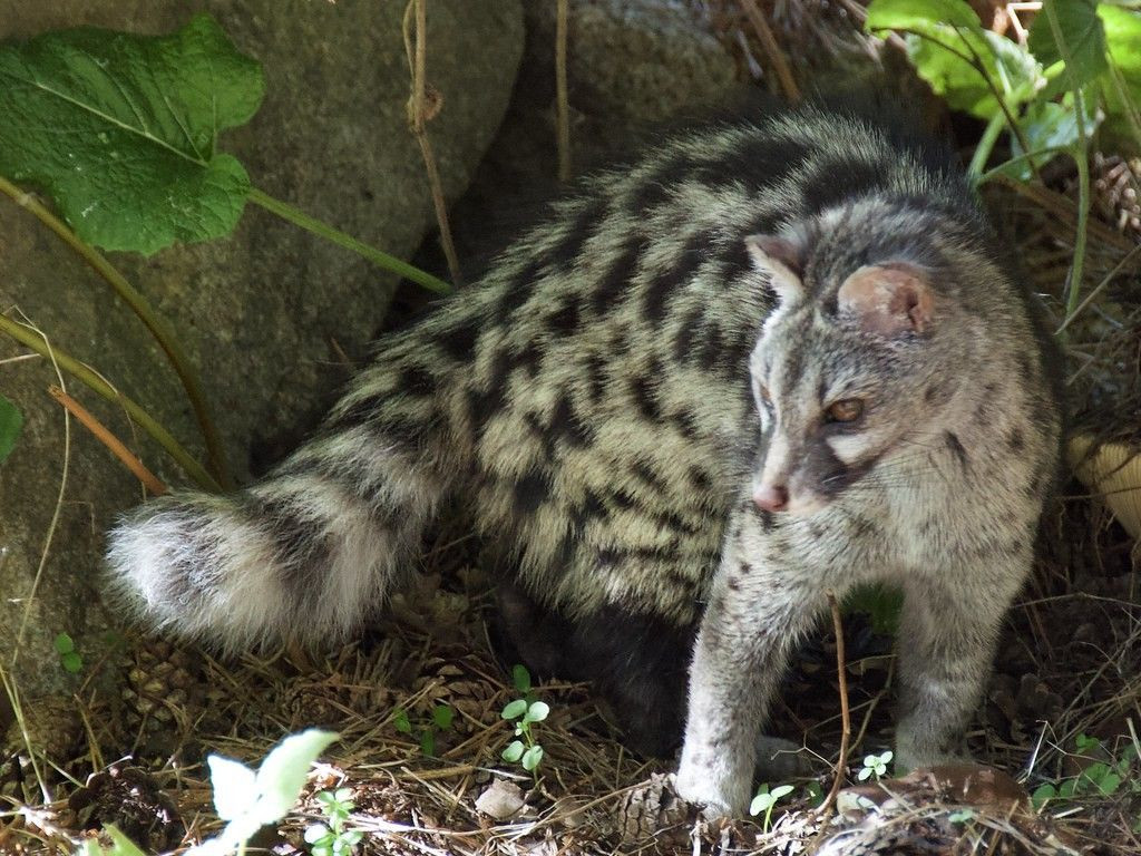  Tuổi thọ cao đối với động vật nhỏ. Các loài cầy thường sống lâu hơn so với nhiều loài động vật có vú nhỏ khác. Trong điều kiện nuôi nhốt, một số loài cầy có thể sống tới 20 năm, trong khi ngoài tự nhiên thường sống khoảng 10-15 năm. Ảnh: Pinterest.