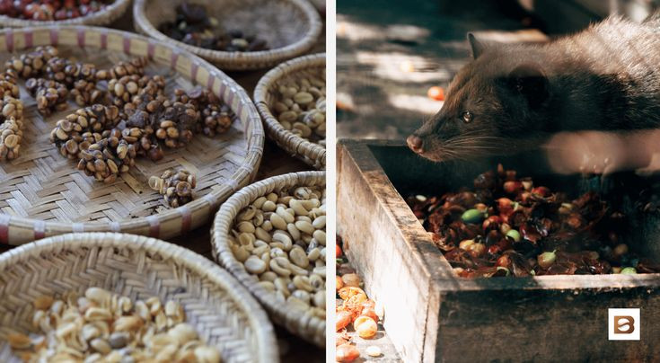  Sản xuất cà phê. Cà phê “chồn” được làm từ hạt cà phê mà cầy hương ăn vào, rồi thải ra sau khi tiêu hóa. Men tiêu hóa trong dạ dày của cầy hương giúp biến đổi hương vị của cà phê, tạo ra loại cà phê có giá trị cao và được ưa chuộng. Ảnh: Pinterest.