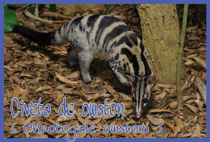  Một số loài có khả năng ngụy trang giỏi. Nhiều loài trong họ Cầy có bộ lông vằn sọc hoặc đốm giúp chúng ngụy trang dễ dàng trong môi trường tự nhiên, nhất là khi chúng sống trong rừng rậm hay các khu vực có nhiều cây cối. Ảnh: Pinterest.