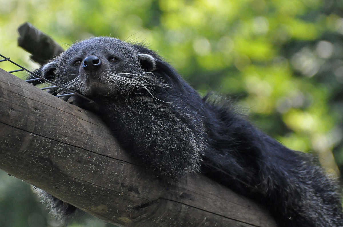  Tiếng kêu độc đáo. Một số loài cầy có tiếng kêu đặc biệt giống như tiếng rít, tiếng kêu nhỏ hoặc tiếng hót. Chúng sử dụng các tiếng kêu này để giao tiếp và cảnh báo với đồng loại. Ảnh: Pinterest.