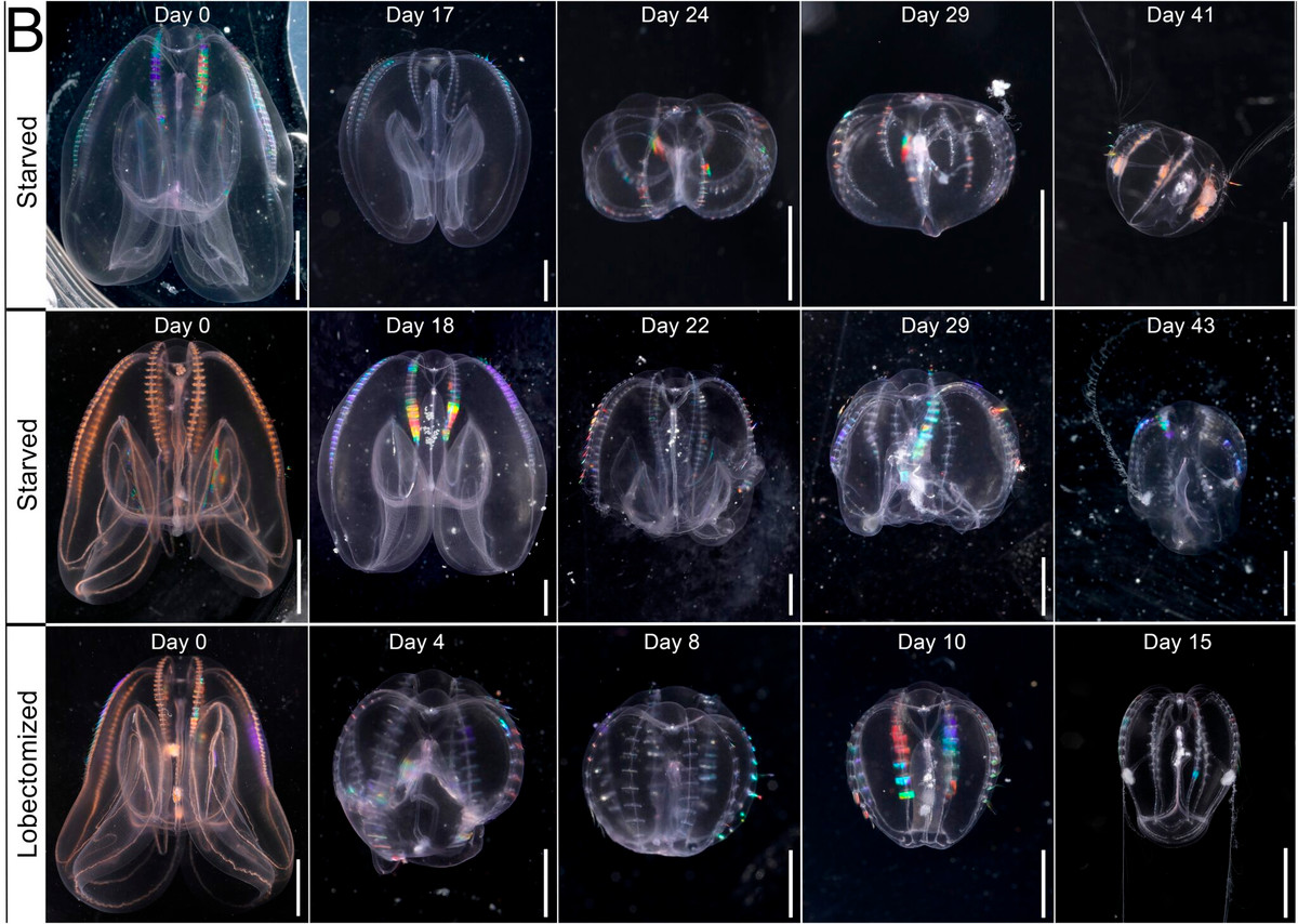 Tim thay sinh vat ky la, chop mat cai lao hoan dong dung nghia