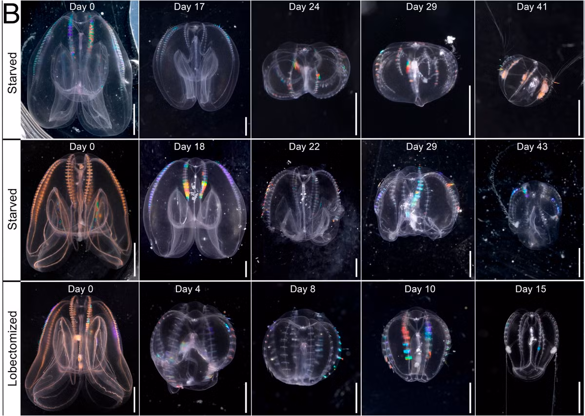 Tìm thấy sinh vật kỳ lạ, chớp mắt cải lão hoàn đồng đúng nghĩa Tim thay sinh vat ky la, chop mat cai lao hoan dong dung nghia