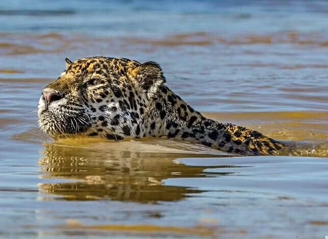  7. Khả năng bơi của hổ và báo đốm Mỹ. Hổ và báo đốm Mỹ (jaguar) là những loài mèo lớn không sợ nước và thậm chí thích bơi. Hổ thường bơi qua các dòng sông để săn cá, và báo đốm Mỹ cũng dùng nước như một chiến lược săn mồi khi nó đi săn cá sấu và rùa. Ảnh: Pinterest.