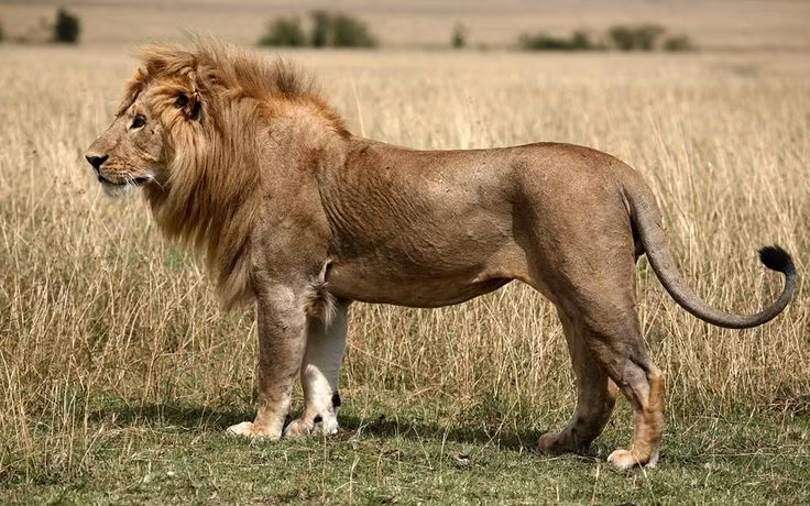  6. Sư tử đực là loài mèo lớn duy nhất có bờm. Bờm của sư tử đực không chỉ là dấu hiệu nhận dạng mà còn phản ánh tình trạng sức khỏe và địa vị của nó trong đàn. Sư tử có bờm lớn và tối màu thường được coi là mạnh mẽ và có sức hút đối với sư tử cái. Ảnh: Pinterest.