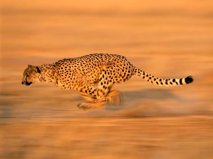  9. Báo săn là loài mèo nhanh nhất nhưng không có khả năng leo trèo. Cheetah là loài động vật nhanh nhất trên đất liền, đạt vận tốc tới 96 km/h trong khoảng cách ngắn. Tuy nhiên, không giống như các loài mèo lớn khác, cơ thể chúng không thích hợp cho việc leo trèo. Ảnh: Pinterest.
