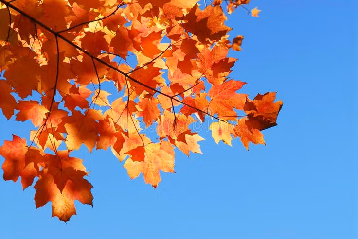  Phong (Acer spp.). Lá cây phong chuyển màu từ xanh sang đỏ, cam hoặc vàng vào mùa thu, tạo ra cảnh sắc lãng mạn và rực rỡ, nhất là ở các khu vực có mùa thu rõ rệt như Canada và Nhật Bản. Ảnh: Pinterest.