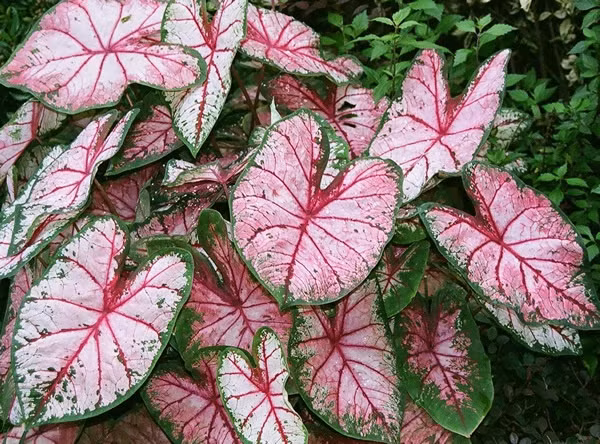  Môn đốm (Caladium spp.). Lá cây môn đốm có màu sắc phong phú, từ xanh, đỏ, hồng đến trắng. Những chiếc lá này có hình trái tim và thường có các mảng màu đan xen như một bức tranh nghệ thuật. Ảnh: Pinterest.
