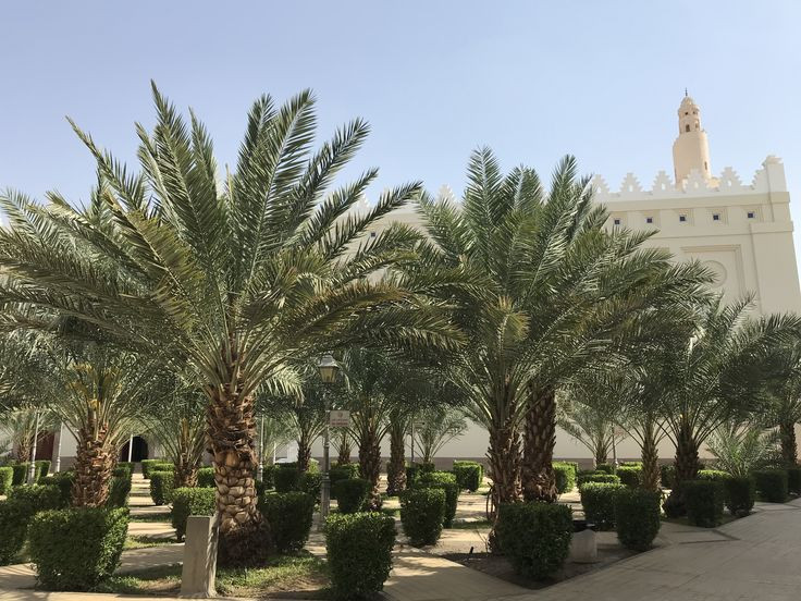  Cây cọ. Trong Kinh Thánh và văn hóa Hồi giáo, cây cọ được coi là biểu tượng của thiên đường và sự ban phước lành. Ảnh: Pinterest.