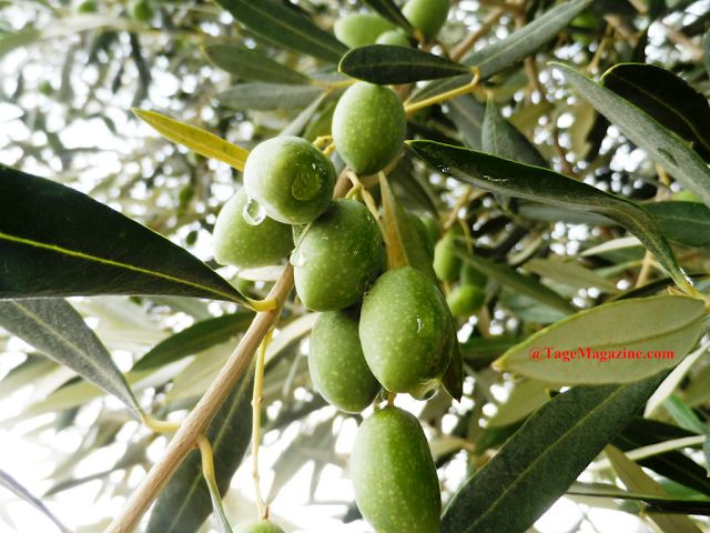  Cây ô liu. Trong thần thoại Hy Lạp, nữ thần Athena đã ban tặng cây ô liu cho người dân Athens, và nó trở thành biểu tượng của thành phố này cho tới ngày nay. Ảnh: Pinterest.