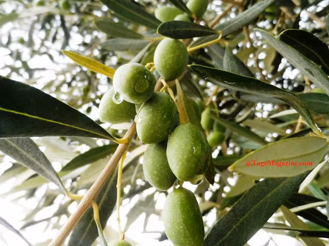  Cây ô liu. Trong thần thoại Hy Lạp, nữ thần Athena đã ban tặng cây ô liu cho người dân Athens, và nó trở thành biểu tượng của thành phố này cho tới ngày nay. Ảnh: Pinterest.