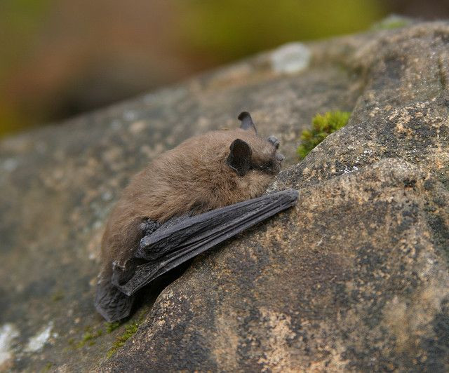  4. Nhiệt độ cơ thể giảm đến mức cực thấp. Một số loài động vật giảm nhiệt độ cơ thể xuống mức rất thấp. Ví dụ, loài sóc đất Bắc Mỹ có thể hạ nhiệt độ cơ thể xuống còn gần 0°C. Loài dơi nhỏ Myotis lucifugus duy trì nhiệt độ cơ thể xấp xỉ với môi trường xung quanh, đôi khi chỉ ở mức vài độ trên không độ. Ảnh: Pinterest.