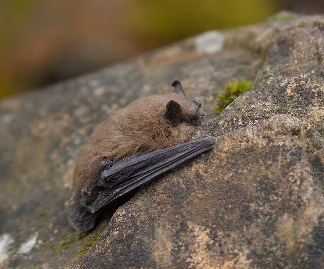  4. Nhiệt độ cơ thể giảm đến mức cực thấp. Một số loài động vật giảm nhiệt độ cơ thể xuống mức rất thấp. Ví dụ, loài sóc đất Bắc Mỹ có thể hạ nhiệt độ cơ thể xuống còn gần 0°C. Loài dơi nhỏ Myotis lucifugus duy trì nhiệt độ cơ thể xấp xỉ với môi trường xung quanh, đôi khi chỉ ở mức vài độ trên không độ. Ảnh: Pinterest.