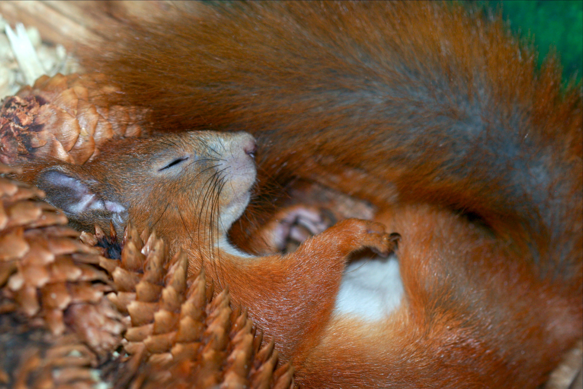  6. Dự trữ năng lượng thông qua mỡ nâu. Nhiều động vật dự trữ mỡ trong cơ thể trước khi ngủ đông. Đặc biệt, mỡ nâu là một loại chất béo đặc biệt có thể sinh nhiệt, giúp các loài động vật giữ ấm trong thời gian dài không ăn. Mỡ nâu chứa nhiều ty thể - các “nhà máy năng lượng” của tế bào - giúp chuyển hóa năng lượng hiệu quả hơn. Ảnh: Pinterest.