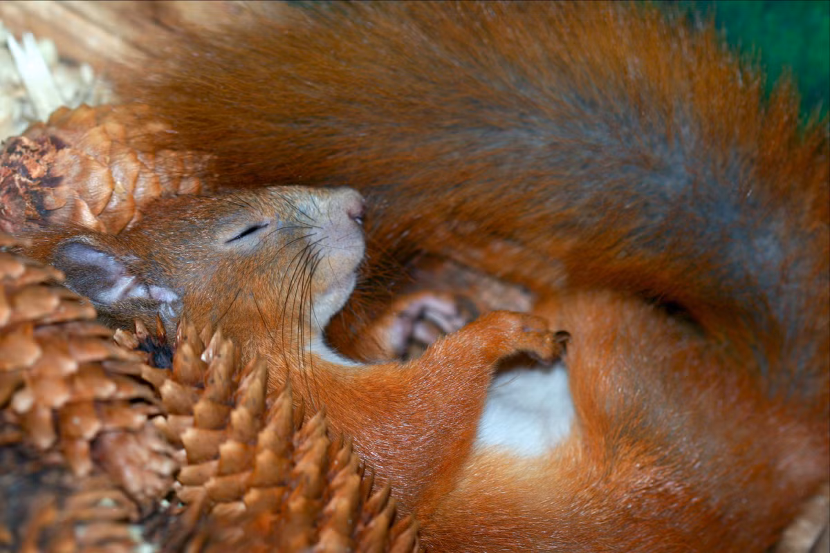  6. Dự trữ năng lượng thông qua mỡ nâu. Nhiều động vật dự trữ mỡ trong cơ thể trước khi ngủ đông. Đặc biệt, mỡ nâu là một loại chất béo đặc biệt có thể sinh nhiệt, giúp các loài động vật giữ ấm trong thời gian dài không ăn. Mỡ nâu chứa nhiều ty thể - các “nhà máy năng lượng” của tế bào - giúp chuyển hóa năng lượng hiệu quả hơn. Ảnh: Pinterest.