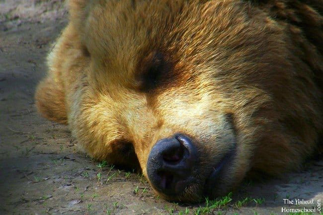  7. Ngủ đông không liên tục mà có “giấc tỉnh” ngắn. Trong mùa đông, một số loài có thể tỉnh dậy vài lần để đi tiểu, uống nước, hoặc đôi khi là ăn chút thức ăn dự trữ. Gấu xám là một ví dụ; chúng thỉnh thoảng sẽ thức dậy giữa giấc ngủ đông, dù phần lớn thời gian vẫn ở trạng thái ngủ. Ảnh: Pinterest.