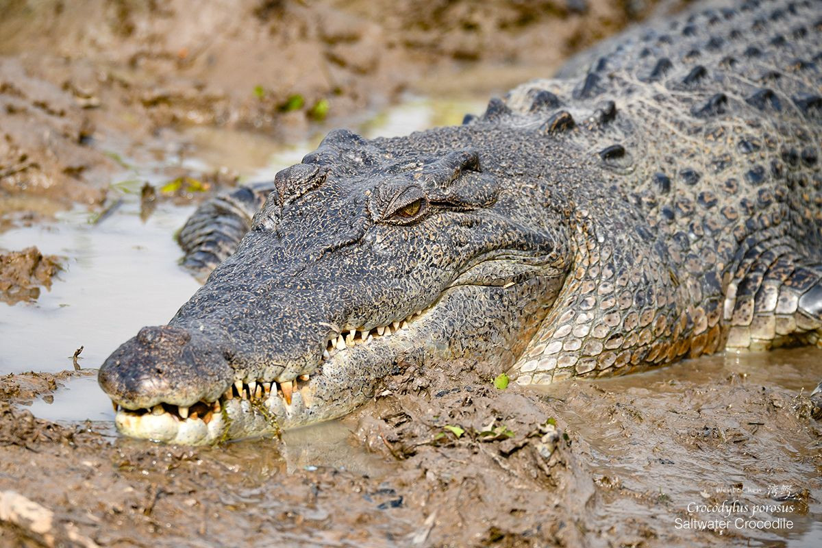 5. Cá sấu hoa cà (Crocodylus porosus). Đây là loài cá sấu lớn nhất và cũng là loài bò sát lớn nhất còn sống trên thế giới. Con đực trưởng thành có dài tới 7 m. Loài này có ở Việt Nam. Ảnh: Pinterest.