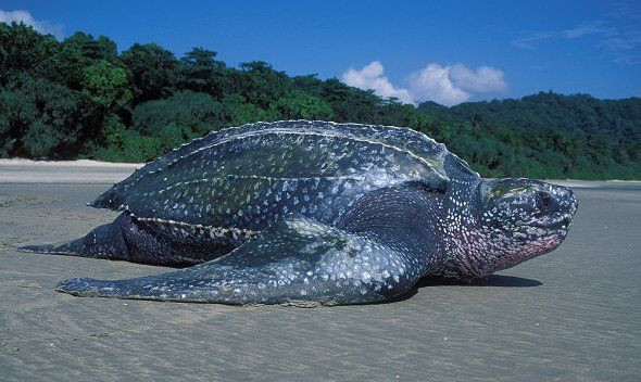  9. Rùa da (Dermochelys coriacea). Loài rùa biển lớn nhất thế giới, rùa da có thể nặng tới 700 kg. Chúng có lớp da độc đáo không có mai cứng như các loài rùa biển khác. Loài này được ghi nhận ở vùng biển Việt Nam. Ảnh: Pinterest.