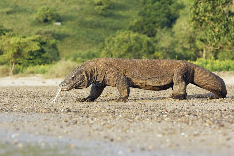  1. Rồng Komodo (Varanus komodoensis). Là loài thằn lằn lớn nhất thế giới, có thể dài tới 3 mét và nặng hơn 70 kg. Chúng có nọc độc và là loài ăn thịt mạnh mẽ, săn cả những con mồi lớn như nai. Ảnh: Pinterest.