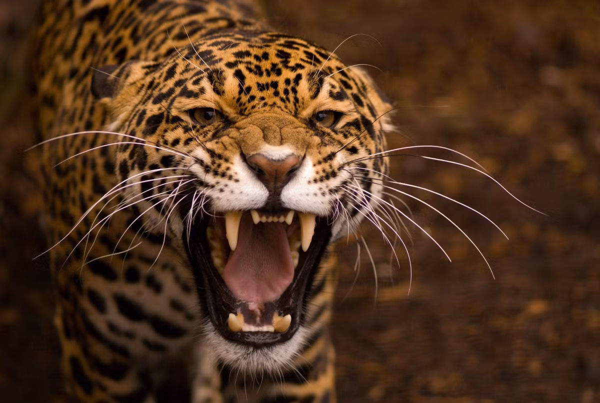  Báo đốm Mỹ. Báo đốm Mỹ có lực cắn mạnh nhất trong số các loài mèo lớn, đủ để xuyên thủng sọ và làm vỡ mai rùa – điều mà hổ hay sư tử không thể làm được. Ảnh: Pinterest.