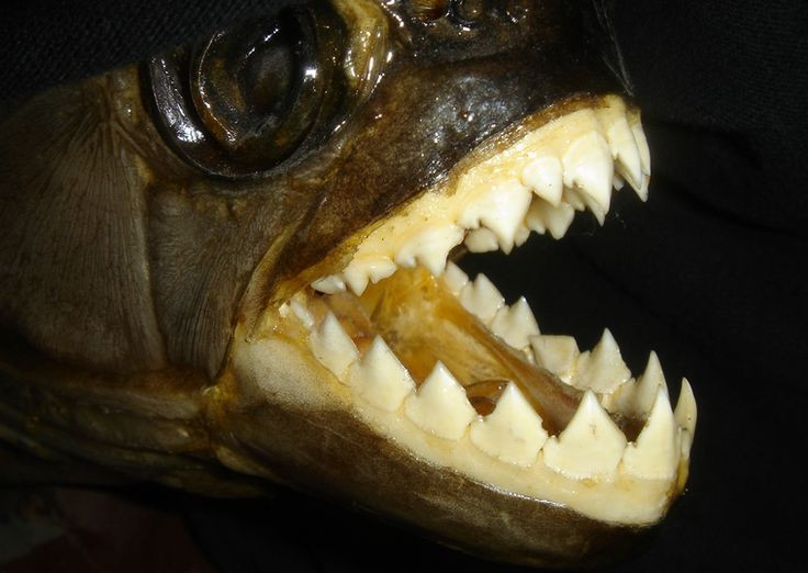  Cá piranha. Những chiếc răng hình tam giác sắc nhọn của cá piranha có thể cắt thịt nhanh chóng. Một đàn piranha có thể tấn công và tiêu thụ con mồi chỉ trong vài phút. Ảnh: Pinterest.