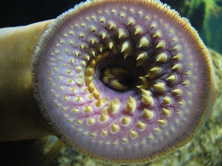  Cá mút đá. Không có hàm thực sự, nhưng miệng của cá cổ xưa này đầy răng sắc nhọn, giúp chúng hút máu hoặc cắt da con mồi để ăn. Ảnh: Pinterest.