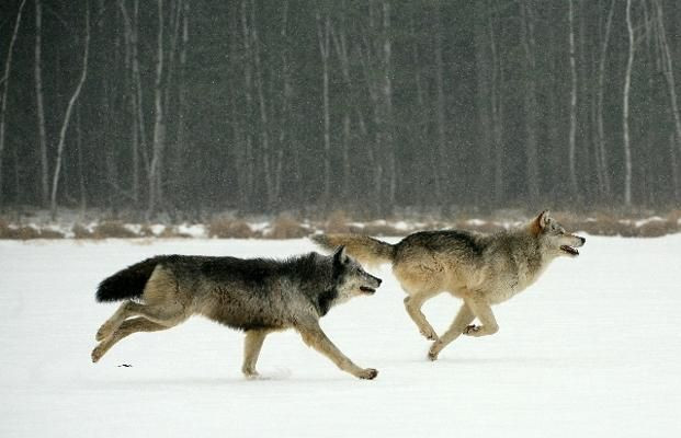  12. Khả năng di chuyển nhanh của chó sói xám. Chó sói xám có thể di chuyển với tốc độ lên tới 65 km/h trong những cuộc săn đuổi và có thể đi quãng đường dài lên tới 80 km trong một ngày để tìm kiếm thức ăn. Điều này giúp chúng có thể săn mồi hiệu quả trên những lãnh thổ rộng lớn. Ảnh: Pinterest.