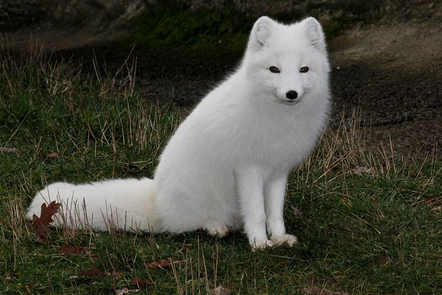  9. Cáo Bắc Cực có bộ lông thay đổi theo mùa. Cáo Bắc Cực (Vulpes lagopus) là loài duy nhất trong họ Chó có khả năng thay đổi màu lông theo mùa. Vào mùa đông, bộ lông của chúng trở nên trắng xóa để ngụy trang trong môi trường băng tuyết. Đến mùa hè, lông của chúng chuyển sang màu nâu xám. Ảnh: Pinterest.