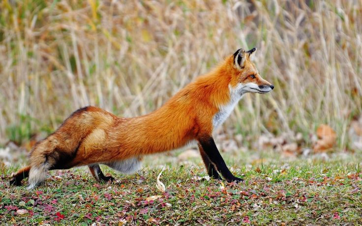  11. Cáo có hơn 40 loại âm thanh để giao tiếp. Cáo đỏ (Vulpes vulpes) có một hệ thống âm thanh rất phong phú với hơn 40 loại âm khác nhau để giao tiếp với đồng loại. Chúng có thể phát ra các âm thanh như tiếng gọi bạn tình, tiếng báo động, và cả tiếng "cười" khi chơi đùa. Ảnh: Pinterest.