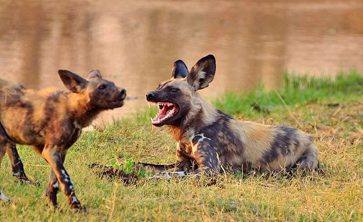  14. Chó hoang châu Phi có “nghi thức” chào hỏi khi săn mồi. Chó hoang châu Phi thể hiện tình cảm và gắn bó trong đàn bằng cách cọ mũi, vuốt ve, và "làm hòa" với các thành viên khác trước mỗi cuộc săn mồi. Nghi thức này giúp chúng tạo sự đoàn kết và làm cho đàn săn mồi hiệu quả hơn. Ảnh: Pinterest.