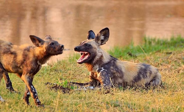  14. Chó hoang châu Phi có “nghi thức” chào hỏi khi săn mồi. Chó hoang châu Phi thể hiện tình cảm và gắn bó trong đàn bằng cách cọ mũi, vuốt ve, và "làm hòa" với các thành viên khác trước mỗi cuộc săn mồi. Nghi thức này giúp chúng tạo sự đoàn kết và làm cho đàn săn mồi hiệu quả hơn. Ảnh: Pinterest.