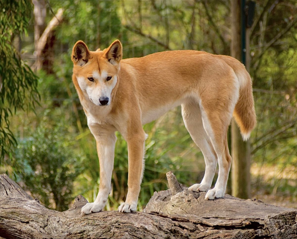  10. Chó Dingo không sủa nhiều như chó nhà. Chó Dingo (Canis dingo) ở Úc có tập tính không sủa nhiều như chó nhà. Thay vào đó, chúng thường sử dụng âm thanh khác để giao tiếp như hú hoặc gầm gừ. Điều này được cho là giúp chúng tránh thu hút sự chú ý của kẻ thù hoặc con mồi trong môi trường trống trải. Ảnh: Pinterest.
