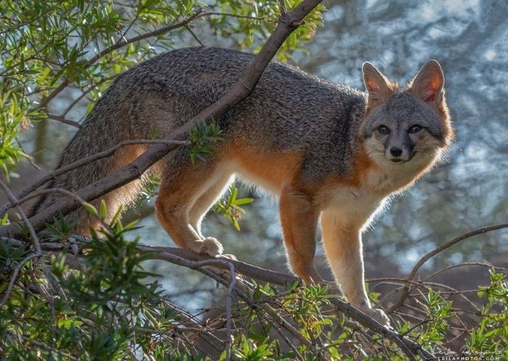  5. Cáo xám là loài duy nhất trong họ Chó có khả năng leo trèo. Trong khi phần lớn các loài thuộc họ Chó như sói, chó rừng, và chó hoang không có khả năng leo trèo, cáo xám (Urocyon cinereoargenteus) lại là một ngoại lệ. Chúng có thể leo cây nhờ vào móng vuốt bán cong. Ảnh: Pinterest.