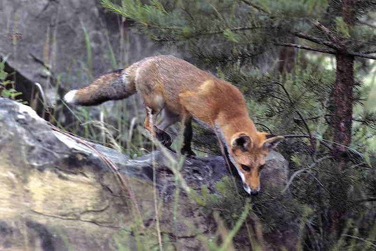  Phân bố rộng rãi: Cáo xám có mặt ở khắp Bắc và Trung Mỹ, từ miền nam Canada xuống qua Mỹ, Mexico và đến các vùng của Trung Mỹ như Venezuela và Colombia. Ảnh: Pinterest.