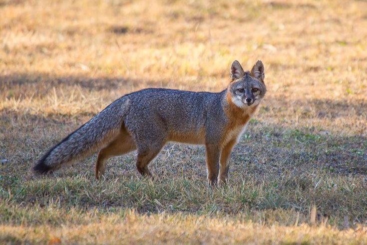  Khả năng lẩn tránh kẻ săn mồi: Khả năng trèo cây giúp cáo xám dễ dàng trốn thoát khỏi các loài săn mồi lớn như chó sói đồng cỏ, báo sư tử, và con người. Chúng có thể leo lên cao và giữ thăng bằng trên cành cây để tránh nguy hiểm. Ảnh: Pinterest.
