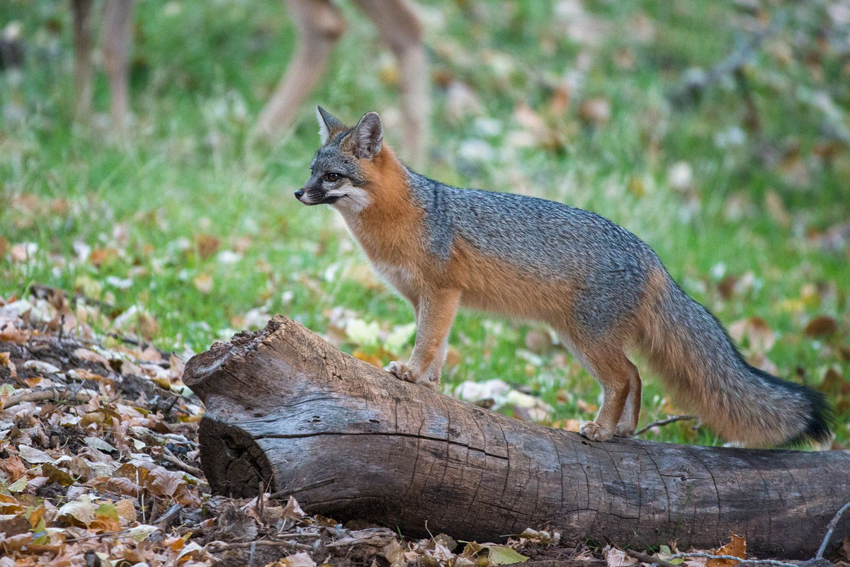 Lông màu xám bạc đặc trưng: Chúng có bộ lông xám bạc trên lưng, phần bụng màu trắng, và một chút sắc đỏ nâu ở mặt và tai. Đặc điểm lông này giúp chúng dễ ngụy trang trong môi trường phân bố bản địa. Ảnh: Pinterest.