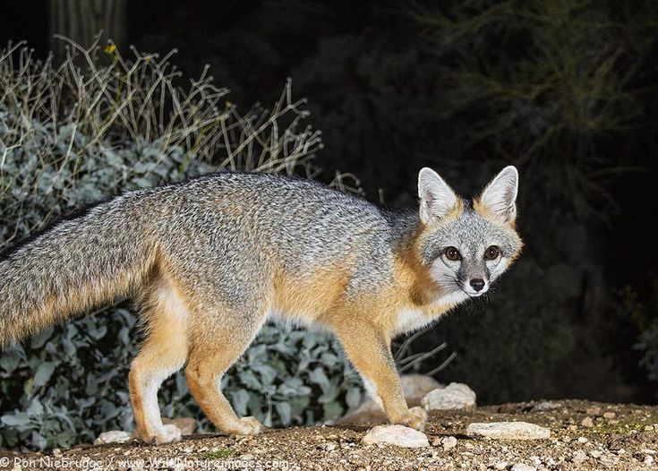  Thời gian sinh sản và chăm sóc con non: Cáo xám có mùa sinh sản vào đầu mùa xuân. Sau khoảng 53 ngày mang thai, con cái sinh ra từ 1-7 con con. Chó mẹ sẽ chăm sóc con trong tổ dưới các bụi cây hoặc hang, nơi an toàn và được che chắn khỏi các mối đe dọa bên ngoài. Ảnh: Pinterest.