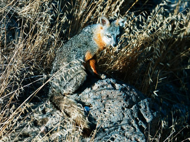  Khả năng thích nghi cao với môi trường: Loài chó hoang dã này có thể sống ở nhiều môi trường khác nhau như rừng nhiệt đới, rừng rụng lá, khu vực cây bụi, và thậm chí là các vùng đất ngập nước. Ảnh: Pinterest.