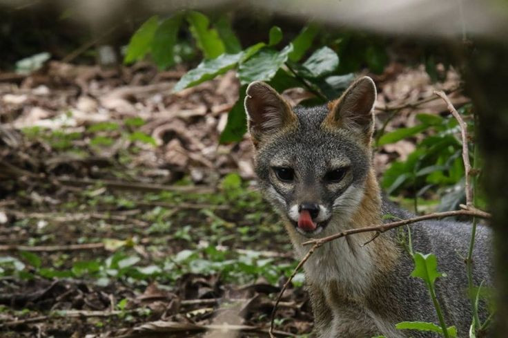  Chế độ ăn đa dạng: Chúng là loài ăn tạp, săn các loài động vật nhỏ như chuột, thỏ, chim, và côn trùng. Ngoài ra, chúng còn ăn trái cây và đôi khi cả xác động vật. Ảnh: Pinterest.