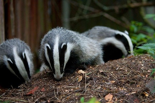  Lửng châu Âu và đời sống xã hội phức tạp: Lửng châu Âu là một trong số ít loài động vật họ Chồn sống theo nhóm có tổ chức. Chúng xây dựng mạng lưới hang phức tạp, có thể sử dụng hàng trăm năm qua nhiều thế hệ. Ảnh: Pinterest.