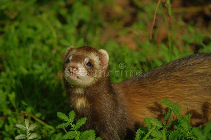  Các loài chồn giúp duy trì cân bằng sinh thái: Chồn, lửng và rái cá đều đóng vai trò quan trọng trong hệ sinh thái. Chúng giúp kiểm soát số lượng các loài gặm nhấm và duy trì cân bằng sinh thái ở nhiều môi trường khác nhau. Ảnh: Pinterest.
